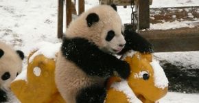 Instituto cria ‘creche’ para pandas