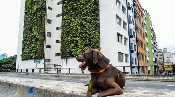 Minhocão é um espaço perfeito para passear com os cães - Fotos: Cris Berger