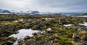 Reduzir a radiação UV em 20% cortou pela metade a capacidade da tundra antártica de absorver carbono: o efeito inesperado da recuperação da camada de ozônio