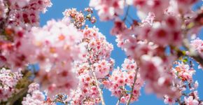 Foto: (IStock)