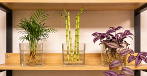 3 melhores plantas que crescem apenas em água e não exigem esforço