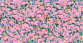 Desafio: você consegue achar a bailarina entre os flamingos?