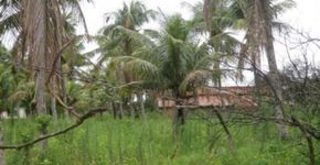 Arapucaia