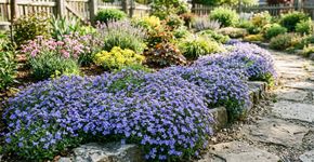 Cascata azul no seu jardim: expulsa as ervas daninhas e floresce durante dois meses – uma planta perene mágica.