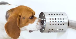 Cães podem farejar câncer no sangue e saliva com 97% de precisão