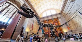 Museu Americano de História Natural oferece cursos gratuitos