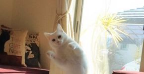 Cheio de estilo, gato bailarino conquista a internet