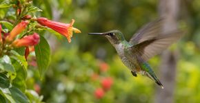 O beija-flor consegue voar para trás porque move as asas de modo incomum entre as aves, mas a manobra custa muita energia