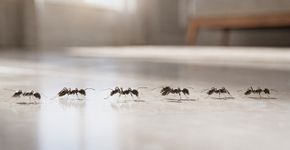O que significa ver formigas dentro de casa mesmo com tudo limpo?