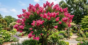 Jardineiros o recomendam: a árvore que floresce 90 dias por ano, necessita de pouca manutenção e traz muita cor ao jardim