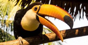 A estratégia do tucano para manter o corpo fresquinho usando aquele bico que é um estouro