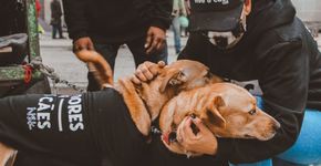 Foto: (Moradores De Rua e Seus Cães)