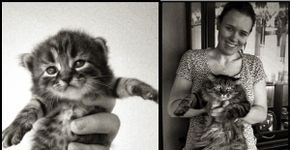 15 fotos de gatos antes e depois de crescerem
