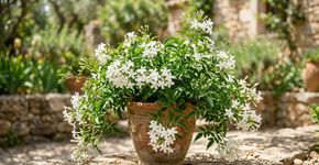 Uma planta elegante que perfuma o jardim e pode ser facilmente cultivada em vaso