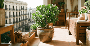 A folhagem que atrai sucesso na varanda segundo o Feng Shui e não apodrece a raiz com o excesso de rega