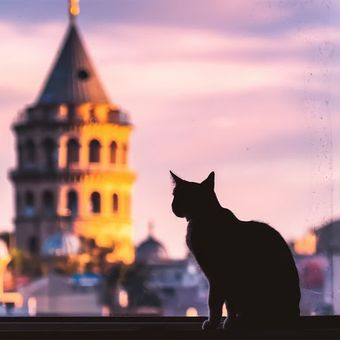 Featured mobile: Em Istambul, gatos viram atração para quem visita a cidade
