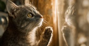O que acontece quando um gato vê seu reflexo: 3 tipos de reações que revelam sua inteligência