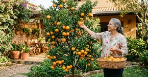 Árvores frutíferas fáceis de cuidar, incríveis para ter no jardim e colher diretamente da árvore