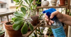 Cochonilhas: como eliminá-las de plantas de casa e do jardim