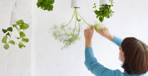 Vasos invertidos para pendurar plantas: veja como fazer