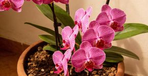 Por que recomendam colocar borra de café nas orquídeas e pra que serve isso?