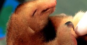 Brasileiros são os únicos a estudar o menor tamanduá do mundo