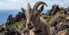 Em Galápagos, cabras serviram como rastreadoras para eliminar mais de 140,000 animais invasores, anos depois, plantas e aves começaram a voltar em três ilhas devastadas