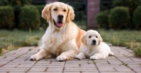 7 dicas para apresentar um filhote para um cachorro mais velho 