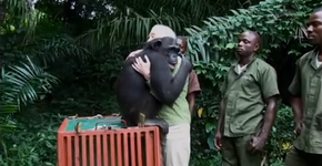 Chimpanzé é devolvida para a selva e abraça sua salvadora antes de partir
