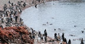 Conheça a maior colônia de pinguim-de-magalhães do mundo
