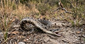 Este animal consegue fingir a própria morte com tanta perfeição que fica imóvel, abre a boca e até libera um cheiro desagradável