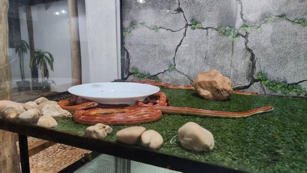 Projeto Jiboia é uma experiência diferente para aprender mais sobre as serpentes