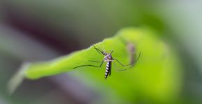 Foto: (iStock/Arnav Ray)