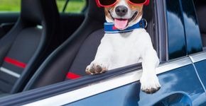 Conheça 7 cuidados indispensáveis ao fazer uma viagem de carro com seu cachorro