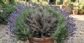 Sua lavanda está secando por dentro? O truque simples que ajuda a abrir os ramos e deixar a planta mais saudável