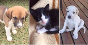 Participe do Dia da Adoção e ganhe um novo amigo canino