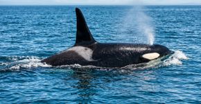 Aquecimento alarmante do oceano, uma possível nova orca para a ciência e o Chocó colombiano sob ameaça: os alertas ambientais da semana