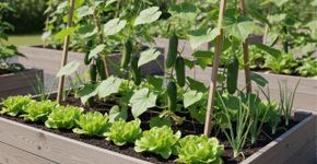 Pepinos não gostam de ficar sozinhos: quais plantas vizinhas transformarão o canteiro comum em um oásis de colheita?