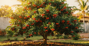 A queridinha dos jardins produtivos: uma árvore que produz frutos várias vezes ao ano e é fácil de cultivar