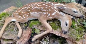 Registrado o primeiro nascimento de um ‘Bambi’ de duas cabeças
