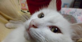 Móveis e objetos de decoração para entreter os gatos