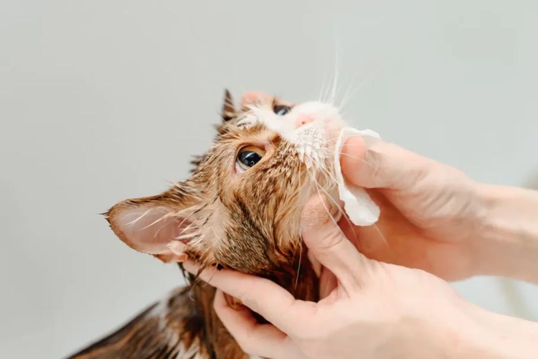Em casos leves, o tratamento da acne felina pode envolver a higienização adequada do queixo e/ou dos lábios do felino com produtos específicos (Imagem: Anton Pentegov | ShutterStock)