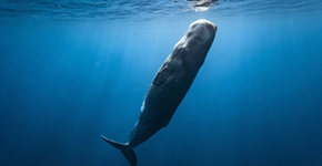 A baleia que dorme de pé no meio do oceano e parece uma cena de ficção científica