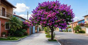 A árvore de flores roxas que virou queridinha das calçadas porque dá sombra, suporta calor intenso e não costuma levantar o piso