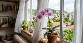 Como preparar a orquídea em setembro para que floresça a partir da primavera