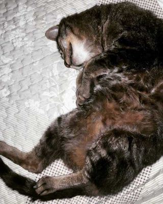 Veja alguns dos cães e gatos que já estão participando do #MostreABarriguinha!