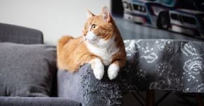 Seu gato arranha os móveis? Veja 7 explicações para esse comportamento 