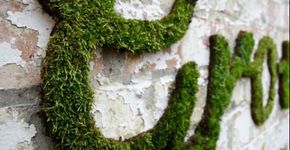 Receita caseira: aprenda a fazer um graffiti-planta com musgos