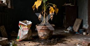 Este truque faz com que as plantas de interior cresçam extremamente bonitas