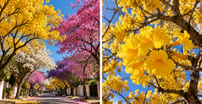 A árvore que floresce de forma exuberante e pode mudar completamente a aparência de uma rua
